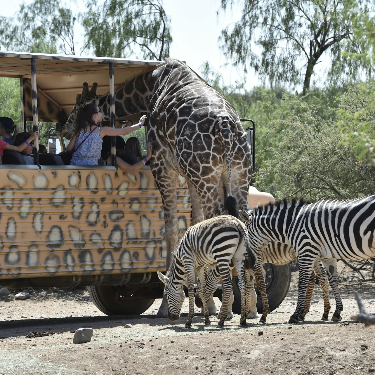 Out of Africa Wildlife Park: Entry Ticket - Photo 1 of 11